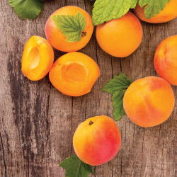 CBD Soothing Serum | Apricot Oil
