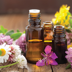CBD Soothing Serum | Basil, Eucalyptus, Lavender, and Niaouli Oils