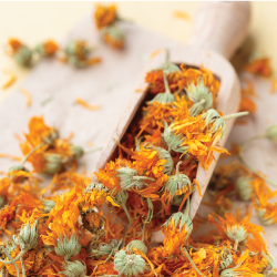 CBD Massage Lotion | Chamomile, Comfrey, Orange Peel, Evening Primrose Extracts