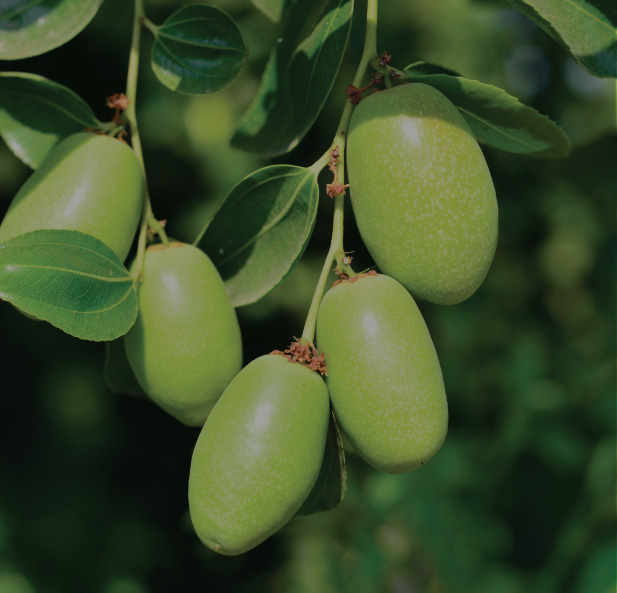CBD Daily | Jojoba Oil
